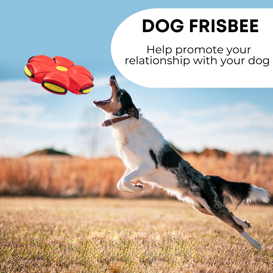 Frisbee para cães