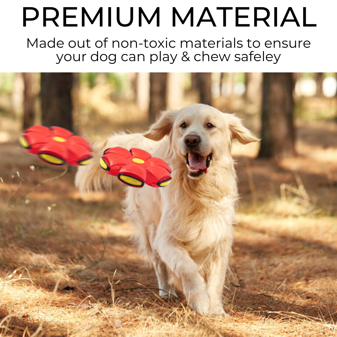 Frisbee para cães